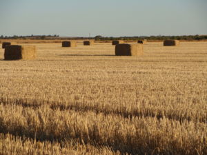 Bales of wheat in a paddock.
