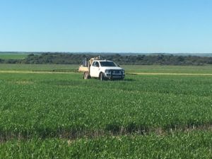White ute spraying crops in biochar trial