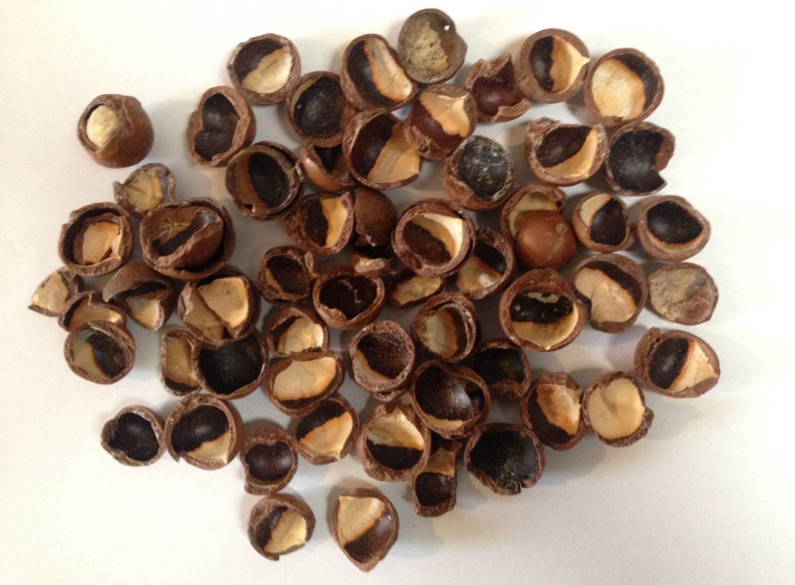 Macadamia nut shell